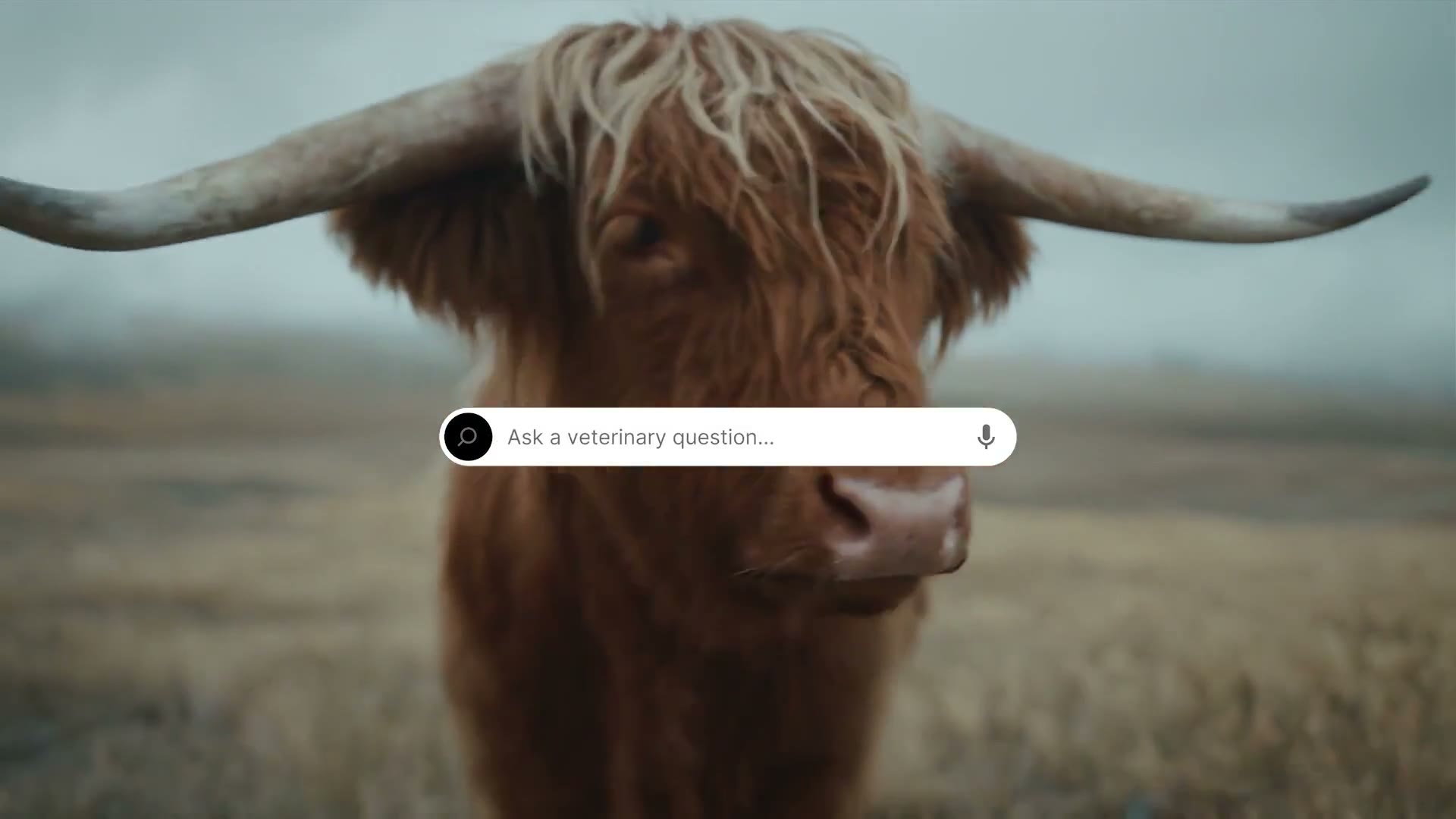 Veterinary — Brand film